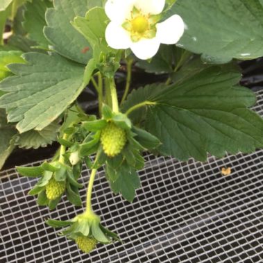 クエストいちご画像